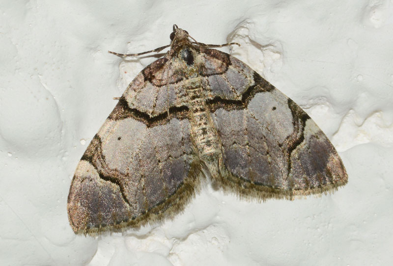 Anticlea derivata